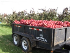 Apple Gleaning - Fall 2009